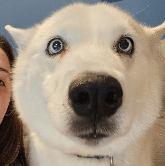 All Paws On Deck Show - Picture 12 of 15